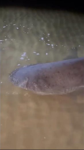 2m bull shark from the bank — absolute chaos. #shark #fishing #fyp #viral #australia