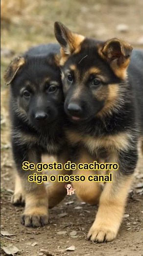 Preço do filhote de Pastor Alemão #pets #pastoralemão