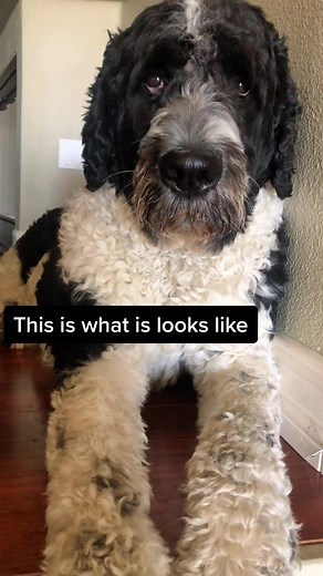 Meet The Noodle: St. Bernard Poodle Mix