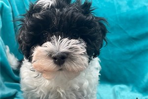 Harlon - Havapoo Puppy 4C9B7F