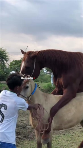 animal sexual reproduction steps Horse Breeding Shorts #fypreels #horselovers #horsebreeding #horse