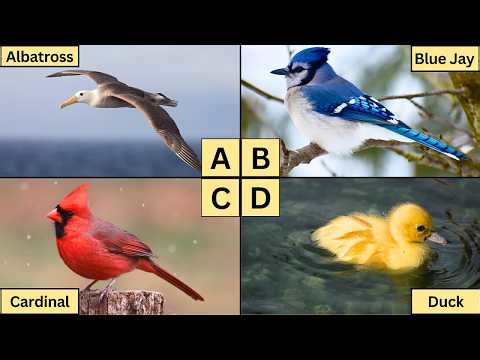 ABC Birds: Learn Alphabet from A to Z | Fun Bird Names for Kids!