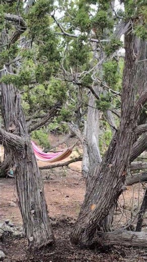 Coyote Chasing Deer Through my Property! 🦌🐺