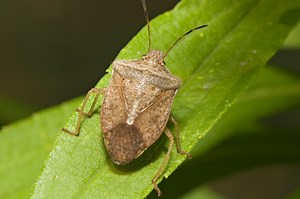 11 Types of Stink Bugs Found In Illinois! (ID GUIDE)