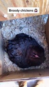 20K views · 306 reactions | Poor Penny, just wants to hatch some babies. #fyp #chickenmom #bantamchicken #broody #broodyhens #newflockmember #hensandchicks #chickadoption #purelychickens #flock #flockintegration #chickens #hens #addingtotheflock | chic chicken | Facebook