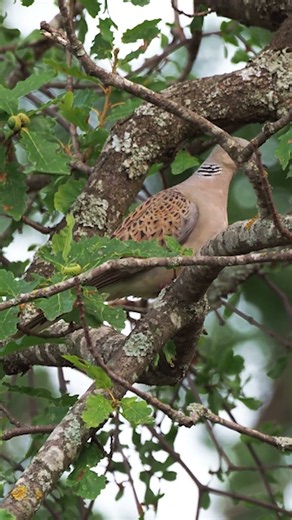 European Turtle Dove (Streptopelia turtur) perched in an old oak tree in a forest.