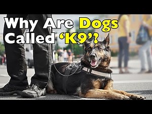 Why We Call Them ‘K9’: The Surprising Origin Revealed