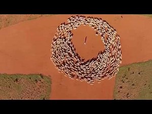 The Art Of Sheep Movement