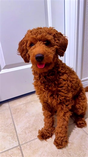 Adorable Teddy Golden Doodle Moments