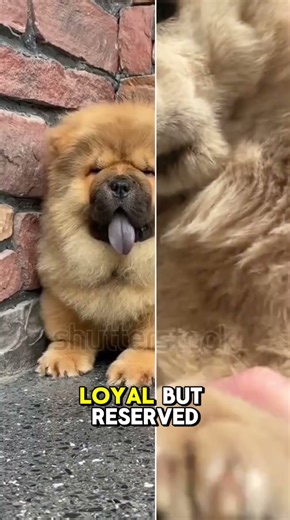 "5 Unique Traits of Chow Chows 🐶 | Lion-Like Dogs with Blue Tongues! 🦁👅 #DogFacts"