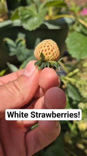White Strawberries!? Our First Pineberry Of The Season! #strawberry #strawberries #growingfruits