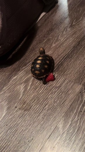 My whole gallery is literally Apollo🥹🐢 #fyp #trending #tortoise #pet