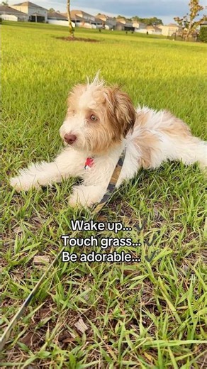 6-month-old Havanese living his best life 🐾☀️