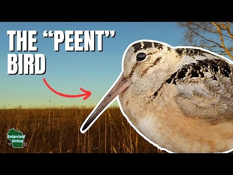 Hidden Secrets of the American Woodcock – This Bird is WEIRD!