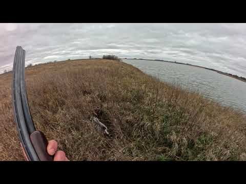 South Dakota Pheasant Hunting with a GSP