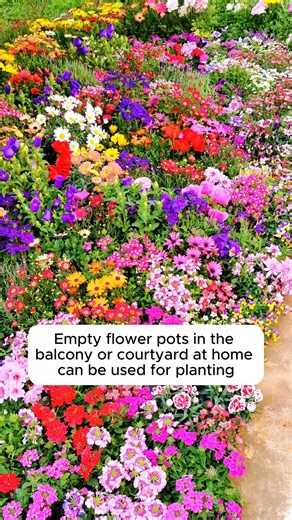 Plant a variety of flower seeds #garden #gardening #plants #planting #planthacks | Gardening love