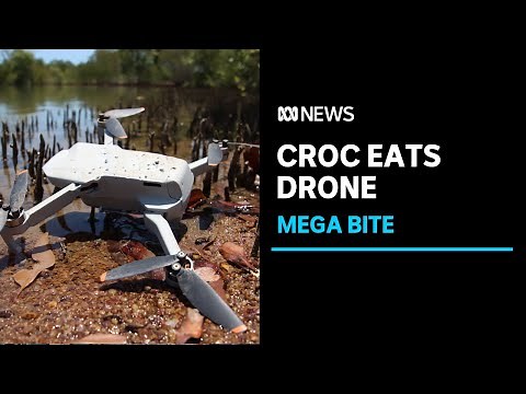 Saltwater crocodile chomps ABC drone during filming | ABC News