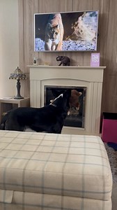 20 reactions · 3 comments | Barney the Tv border collie Part 4 | Stephen Kelleher | Facebook