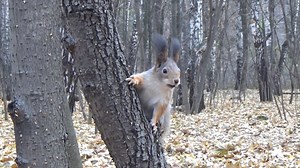 Squirrel, Tree, Forest. Free Stock Video