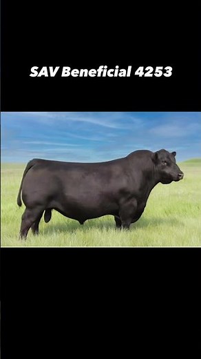 Big time Angus bull prospect - SAV Beneficial 4253. As thick and as deep as they come! #bull #angus