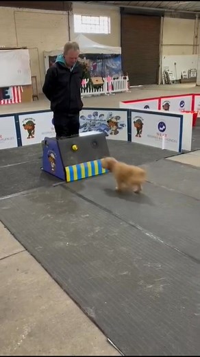 1K views · 44 reactions | Nice bit of Indoor Training at Scorton along with Infinity Flyball . Great work everyone  | Commandos Flyball Teams - public | Facebook