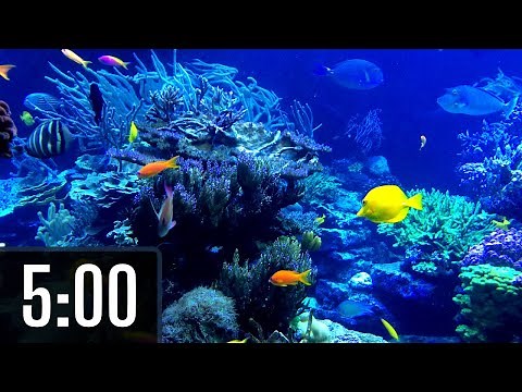5 Minute Classroom Timer for Kids with Music | 🐠 🐟 Underwater Animals 🦈 🐡