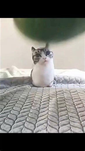 Minecraft Cat Moment ☠️