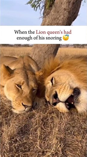 When the Lion queen's had enough of his snoring 😴 #shorts