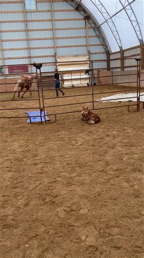 When a horse comes in for groundwork and saddle training we get the basics down the first week or two and then we just play with them. We use all of what we initially taught them as we expose them to many different things. It was raining so we got out the tarps and balls and even the ropes. It may seem like a waste of time . But this kind of stuff really develops trust and relationships . Too much of just groundwork will dull a horse or create a resistant horse, in my opinion. Remember horses ar