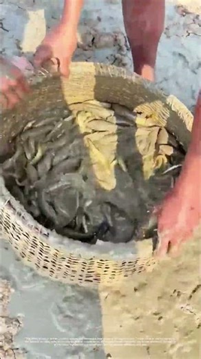 Sorting and Cleaning Fresh Catch: How Farmers Prepare Fish and Loaches for Market