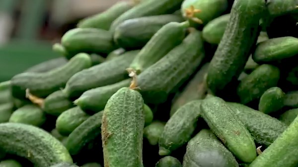 Amazing and Innovative Process Behind Harvesting Millions of Cucumbers