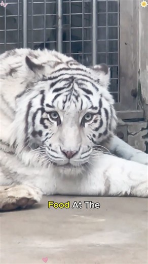 Man Rescues Sick White Tiger, But What Happens Next Will Shock You #amazing #animals #asmr #cute