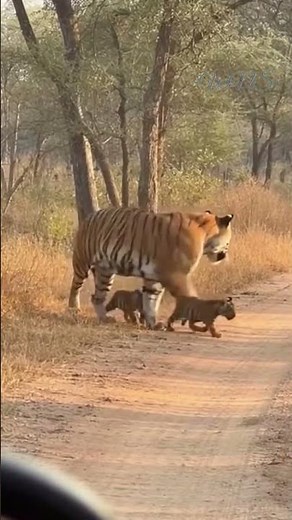 A Tigress Leads Her Cubs #tigress #tigercubs #wildlife #savanna