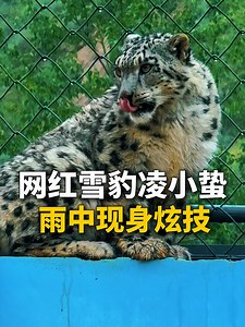 Meet snow leopard Ling Xiaozhe who became Xining Wildlife Park's miracle rescue — now their star attraction. Back in March, rangers in Yushu, Qinghai province found a snow leopard cub that was basically just skin and bones. It was six months old then, but half the normal weight, and too weak to even move. Now the little guy's bouncing around like a champ. Tourists from around China flock to get a glimpse of this online celebrity. | China Daily
