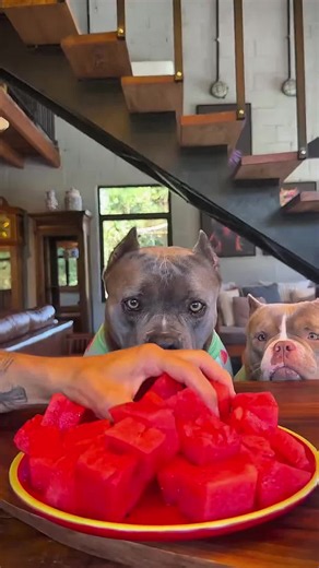 Cute dog videos of Manyu Jr — dog of TikTok