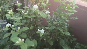 Best organic fertilizer for all plants . . . . #organicfarming #fertilizer #royalgardenkumari #fertilizers #flowerlovers #flowerstagram #gardentips #gardeninglife | Kumari Sarath Putta