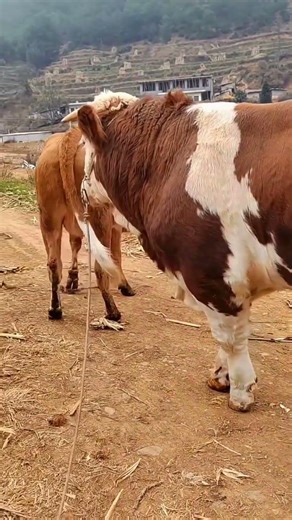 Cattle management Cattle price trend forecast Bull market analysis 15