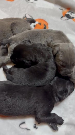 Well is day 12 of Bruno’s and Griselda’s puppies they’re all growing and fat and happy just so you know happy Cane Corso’s come from El Dorado Arkansas. Y’all have a great day. | Rusty Acres