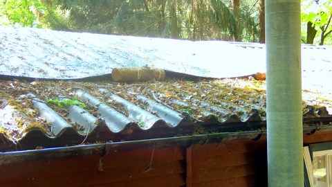 Camera trap shows beech martens at our forest cabin