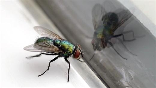 The two-ingredient fly catcher you can make at home to keep them away