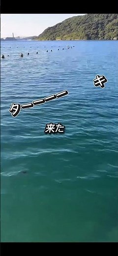【釣り初心者の釣り部】 #釣り #fishing #アオリイカ