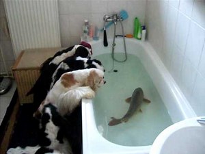 American cocker spaniel