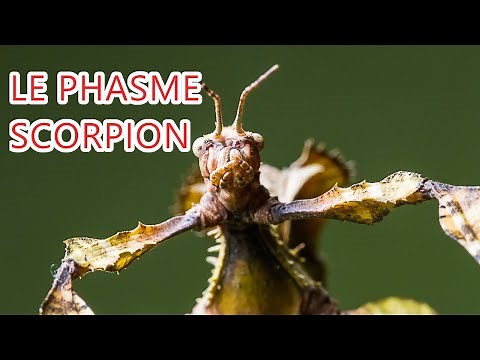 Le phasme scorpion, un compagnon idéal à apprivoiser