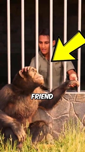The Chimp Who Waited Years to Hug Her Best Friend One Last Time 🥺