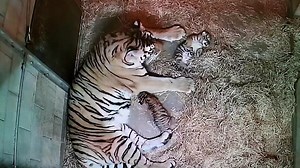 810K views · 19K reactions | Is “Baby Tiger Tuesday” a thing? Well it is at Como! Don’t you hate it when mom wakes you up for a bath?   #comozoo #tigers #tigertuesday | Como Park Zoo & Conservatory | Facebook