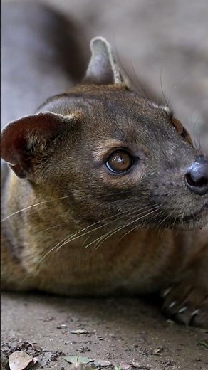 Fossa of Madagascar - Neither Cat or Dog #endangeredspecies #wildlife #fossa #madagascar