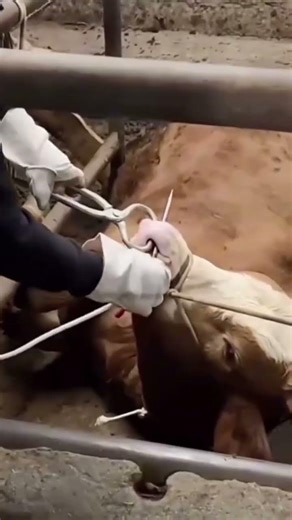 Stainless Steel Bull Nose Piercing Rope for Cattle 🐄