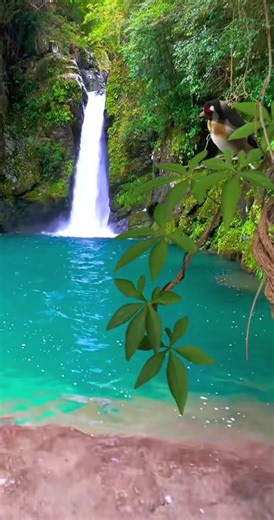 peaceful waterfall sounds with birds singing for Stress Relief🎧🥰🙏 #meditationmusic70 #meditation #forest #birdssounds #waterfalls #pradise #stressrelief #healing #relaxing #calming #agoodmood #sleep #yoga #zen #watersounds #green #nature #peacefulmusic #fyp @MeditationandRelaxation Music 🥰❤️🎧