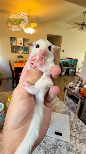 How to make TPG staple diet for Sugar Gliders! #plainfieldexotics #sugargliders #sugarglider #sugargliderjoey | Plainfield Exotics
