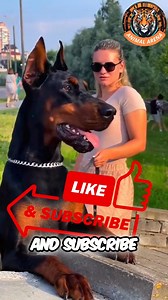 Doberman vs. Rottweiler- The Ultimate Showdown! | The Rottweiler